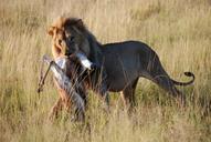 lion-antelope-kitten-hunting-425150.jpg