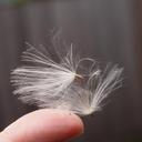 lint-feathers-finger-white-hand-711890.jpg