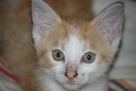 kitten-roux-head-69255.jpg