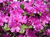 rhododendron-flower-spring-bloom-525810.jpg