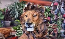 lion-animal-wild-wildlife-design-666793.jpg