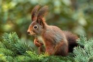 squirrel-attention-ears-cute-619968.jpg