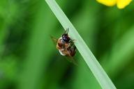 drone-honey-bee-male-bee-363060.jpg