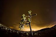 Joshua_tree_and_lights_from_Coachella_Valley_reflected_in_the_clouds.jpg