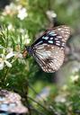 butterfly-summer-insect-wing-649219.jpg