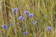 barley-field-ear-field-cornflower-95940.jpg