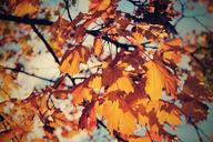 autumn-leaves-tree-autumn-leaves-942181.jpg