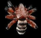 Sergiolus_capulatus,_U,_Back,_MD_2013-06-21-15.45.17_ZS_PMax.jpg