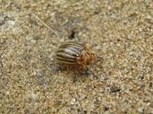 potato-beetle-kolor%C3%A1d%C3%B3bog%C3%A1r-sand-648360.jpg