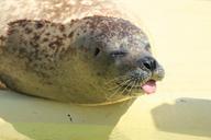 seal-phoca-vitulina-robbe-dog-seal-874390.jpg