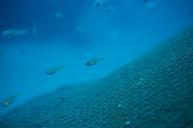 underwater-maldives-sea-fish-macro-582006.jpg