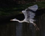 heron-flight-wildlife-flying-water-663191.jpg