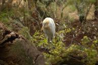 cattle-egret-bird-macro-close-up-93142.jpg