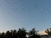 flock-of-birds-birds-fly-russia-517502.jpg