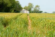 farmland-view-countryside-crops-76574.jpg