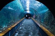 shark-tunnel-aquarium-loropark-473012.jpg