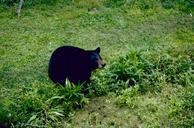 Black bear mammal endangered specie.jpg