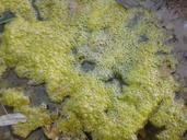 seaweed-mucus-quagmire-blow-278553.jpg