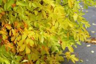 autumn-leaves-tree-autumn-leaf-1005481.jpg