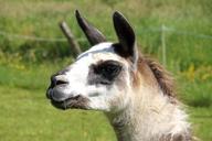 alpaca-animal-animals-nature-1449846.jpg