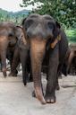 elephant-animal-pachyderm-640701.jpg