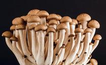 mushroom-fungi-fungus-many-food-389421.jpg