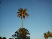 coconut-tree-nature-blue-sky-437771.jpg