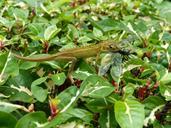 lizard-dragonfly-nature-animal-468227.jpg