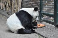 panda-giant-panda-bear-white-black-655493.jpg