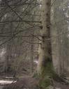 forest-atmosphere-nature-648515.jpg