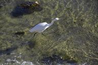 egret-wildlife-bird-wader-animal-827522.jpg