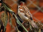 sparrow-leaves-flying-branch-plant-452791.jpg