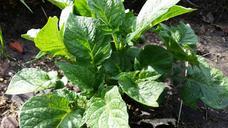 potato-plant-potatoes-food-804107.jpg