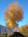 birch-autumn-mountain-575259.jpg