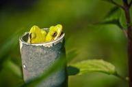 frogs-tree-frogs-pipe-green-648392.jpg