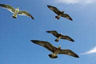 seagulls-flying-sky-nature-sea-1159017.jpg