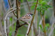 sparrow-bird-fly-nature-animal-740968.jpg