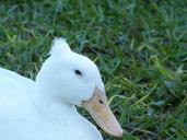 mallard-bird-florida-feather-white-373618.jpg