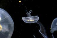 jellyfish-aquarium-underwater-275559.jpg