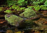 the-stones-overgrown-river-torrent-428282.jpg