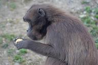 dschelada-monkey-primate-social-1300945.jpg