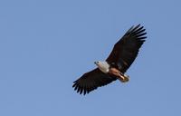 bald-eagle-soaring-bird-raptor-1402163.jpg