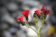 hawk-weed-wild-flower-red-orange-181017.jpg