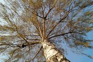 birch-tree-crown-tree-of-heaven-644616.jpg