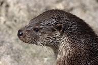 otter-wet-lutra-lutra-zoo-fur-1042063.jpg