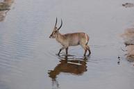 waterbuck-safari-africa-antelope-472682.jpg