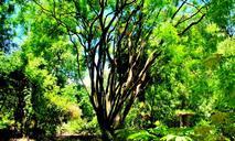 tree-nature-green-plant-park-644755.jpg