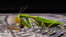 praying-mantis-fishing-locust-221007.jpg