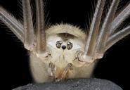 Spider,_U,_face,_Maryland,_Beltsville_2013-03-21-17.30.53_ZS_PMax.jpg