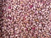 beans-legumes-food-557268.jpg